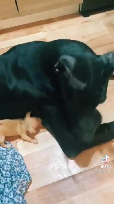 Goes for the armpit bite