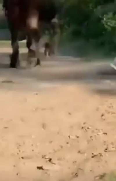 Don’t mess with horses.