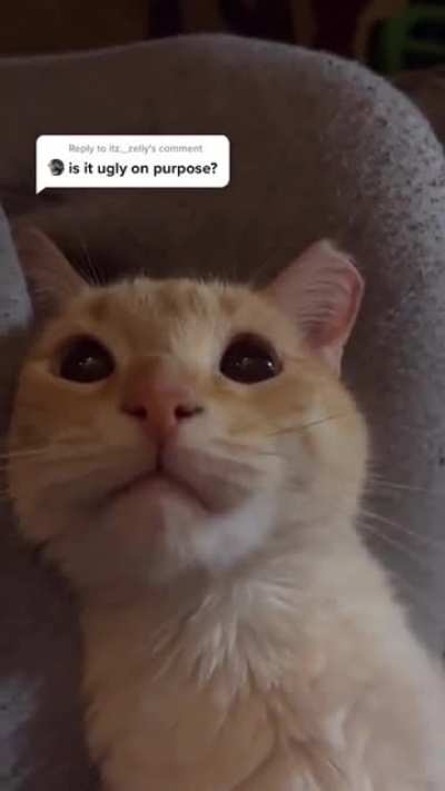 He is NOT ugly >:(