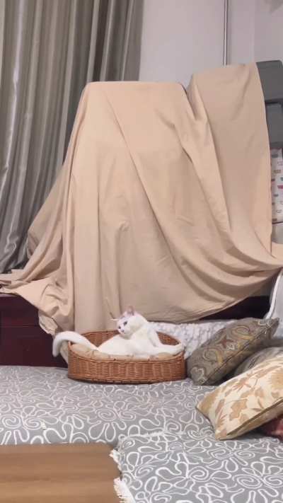 Nothing happened, the cat continued to sleep