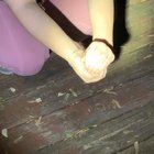 Frogs