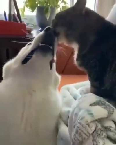 Kisses