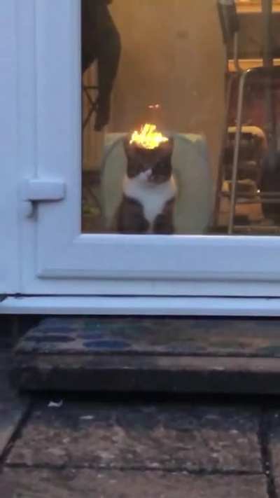 MEOW_IRL