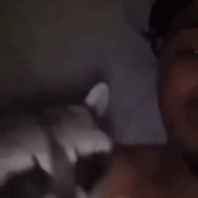 Blursed raccoon