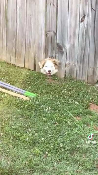 Derpy supervisor