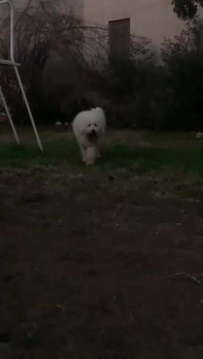 My dog is a panther