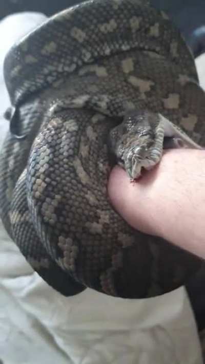 I had a skin graft on my wrist due to a work incident and i finally got the scaring to go down. Now you cannot see it in the video but he got me right on the graft and torn it to shreds. He is a good boy this was my feeding error his name is Mr cuddleswor