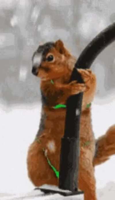 Stupid Slutty Sex Worker Squir<wbr>rel🐿️ In My Neighborhood Prostituting Itself In A Skimpy, Green🟢 Bikini👙 In A Twenty Degree Snows<wbr>torm🌨<wbr>️ For Christmas🎄 Candy🍭, Nuts🌰 And Cash💸! SQUIRRELS AGAIN RUIN EVERYTHING!