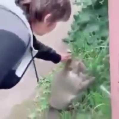 Do not pet the wildlife