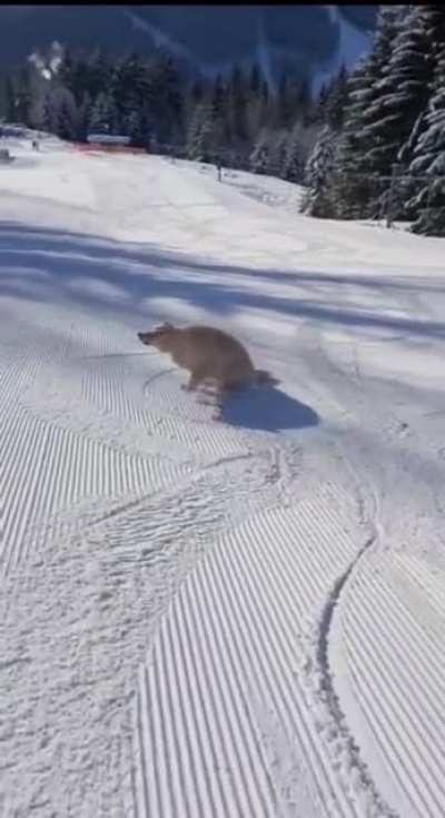 This good boy is having the best day