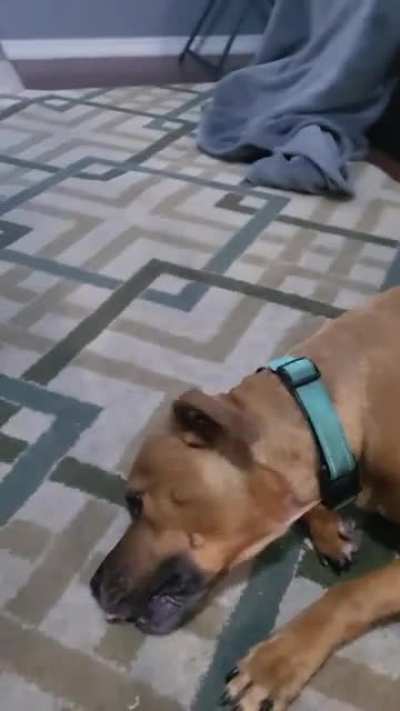 Dog gets treat stuck in teeth.