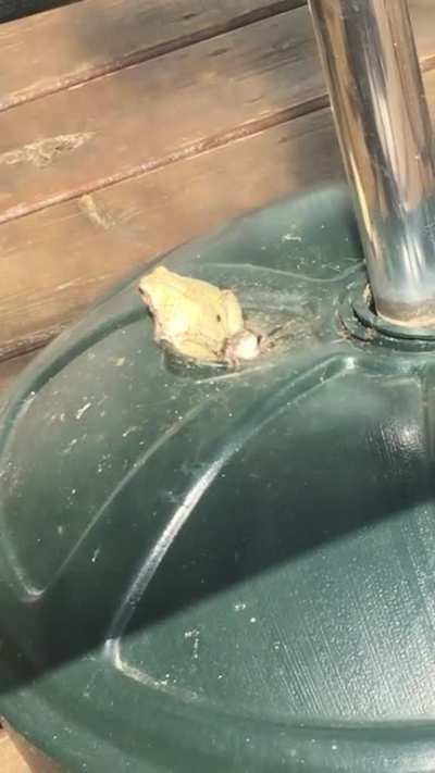 Stubborn frog refuses to move. Was told to post this here