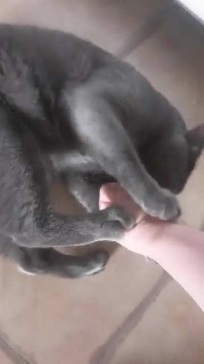 My cat loves leg biting