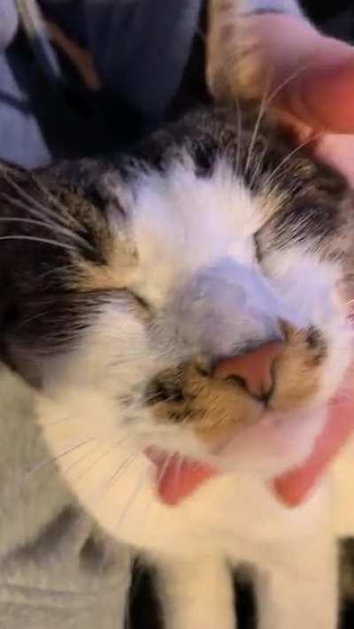 Miso loving her evening head massage