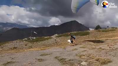 Dog Goes Paragliding With His Owner And Loves It
