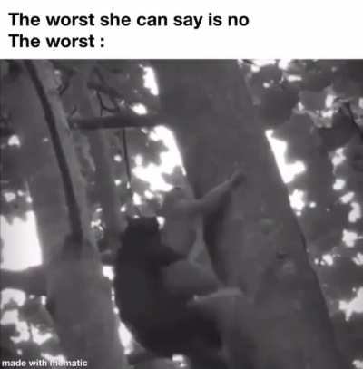 Squirrels from Thailand