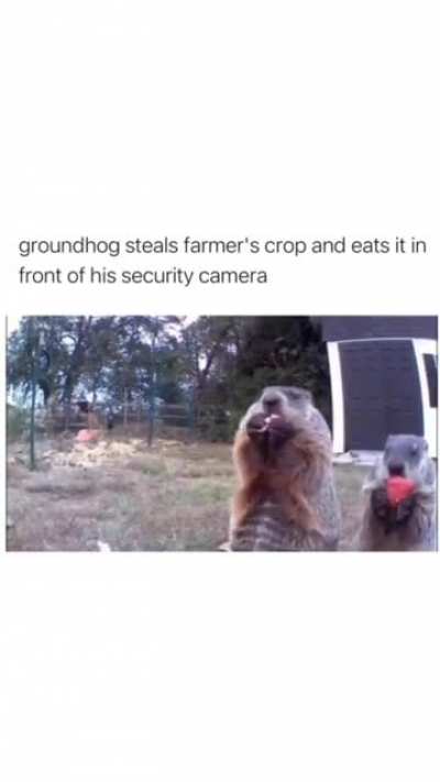 Groundhog