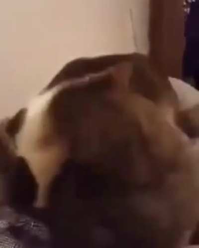 Poor cat