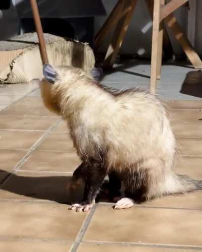 âRareâ footage of this beautiful creature cleaning itself