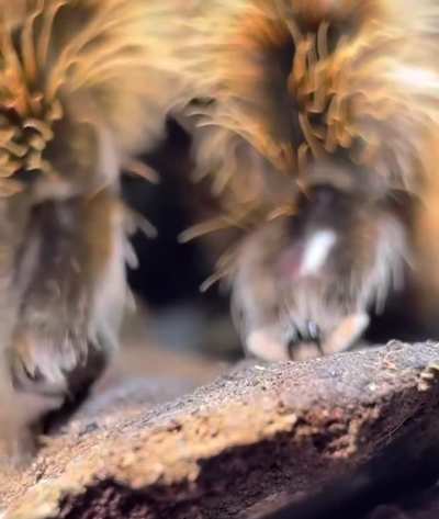 🔥Have You Ever Seen Spider Beans?