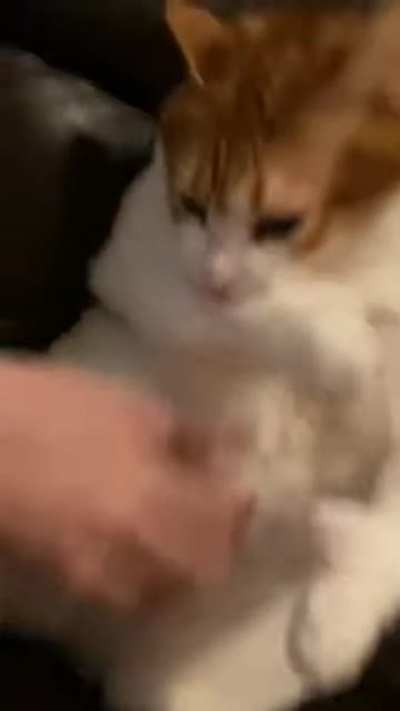 Attack on catto
