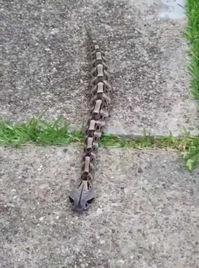 Gaboon Viper just casually crawling along the pavement like a caterpillar.