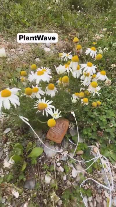 Bioso<wbr>nific<wbr>ation<wbr>—the process of converting real-time bioelectrical signals from living organisms (primarily plants and fungi) into audible sound and music. Chamomile music.