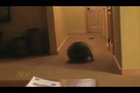 Oh LAWD he rollin'