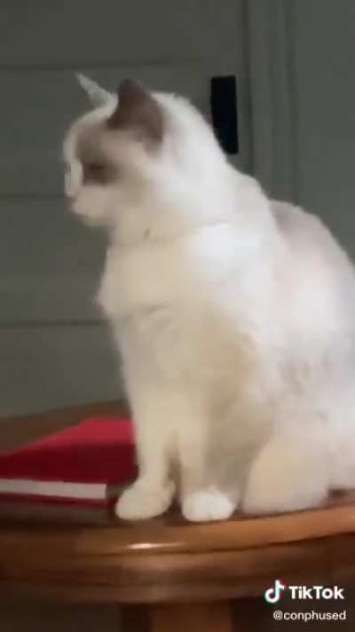 Cat is broken