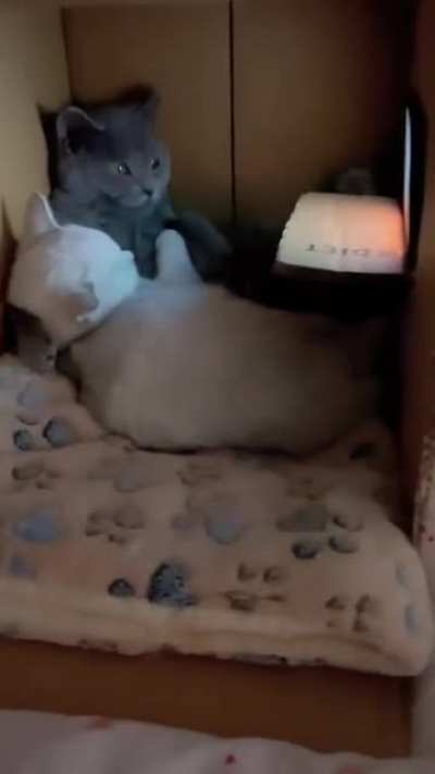 Catflix n' Chill.