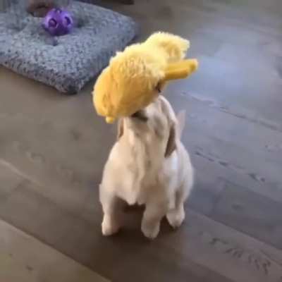 To catch the toy