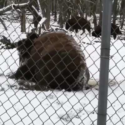 Do bisons qualify for this sub if they're happy?