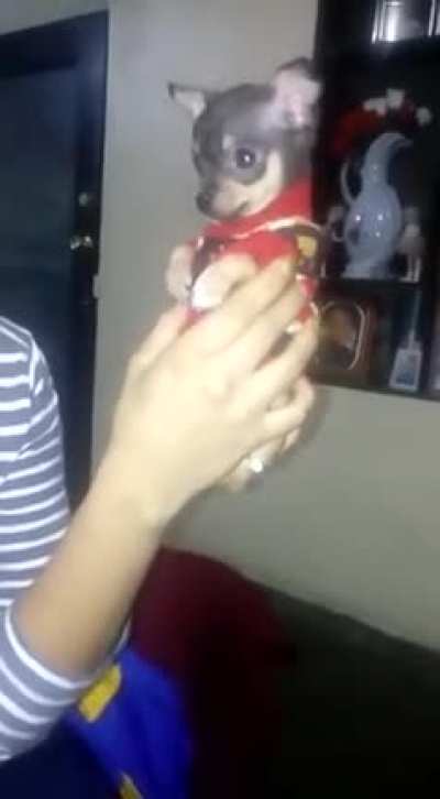 Bruno