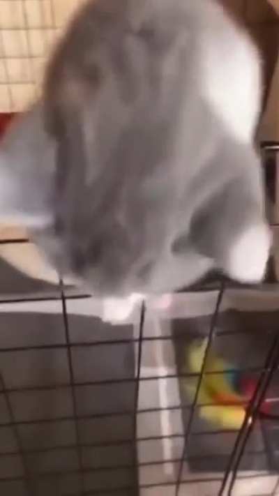 wunkus escape