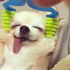 I've never seen a dog so content in my life