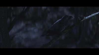 Dead by daylight opening intro