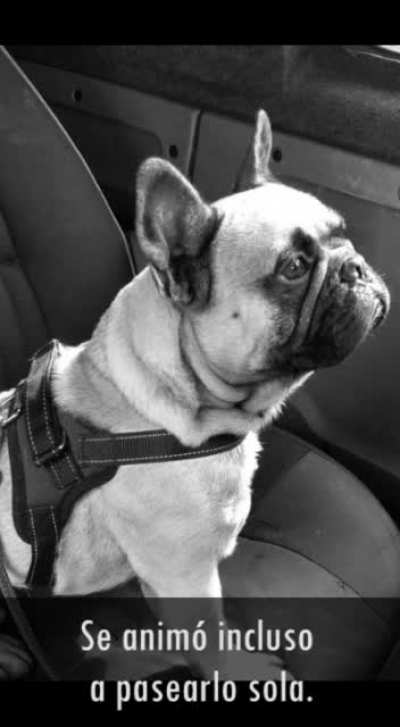 Buscan a Moro, la alegría de esta mujer diagnosticada con depresión (contacto en el minuto 01:35)