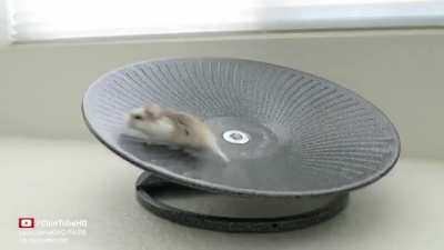 Hamster's new favourite toy