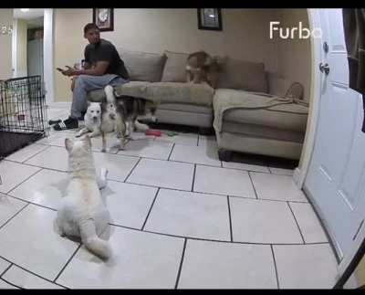 doggo: OK DO IT THEN!?