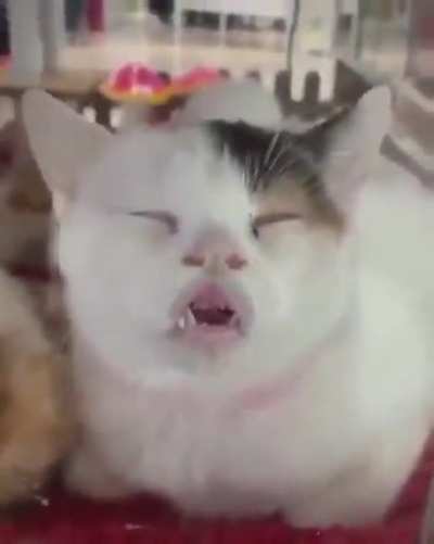 Vampire cat