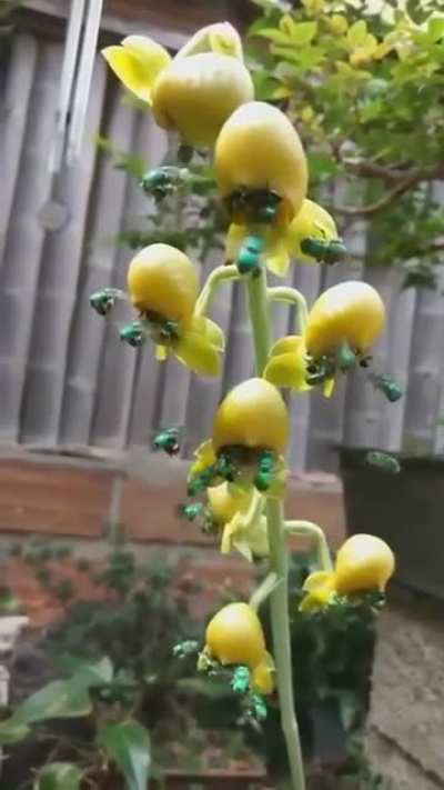 Emerald Orchid Bees