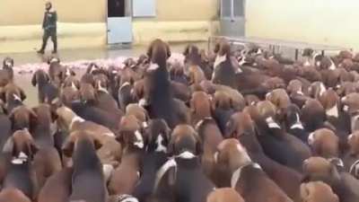 This guy feeding 500 dogs their lunch everyday while they obediently wait for the command.