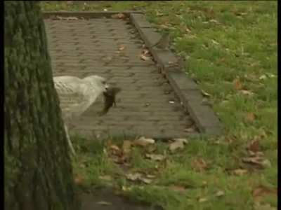 Gull interrupts a news broadcast