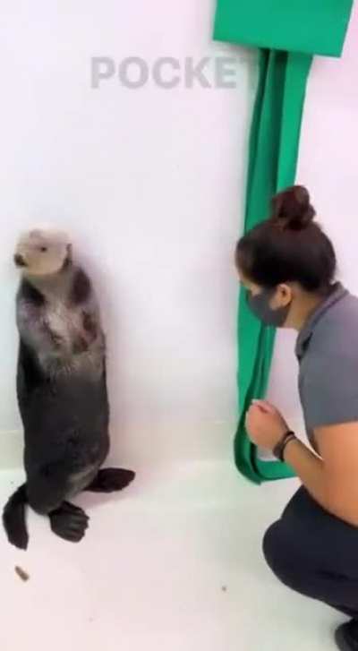 Otters Have Pockets!