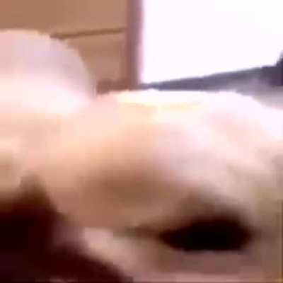 d- d- d- d- d- dog