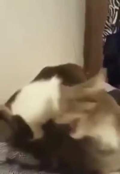 Loafy cat yum yum