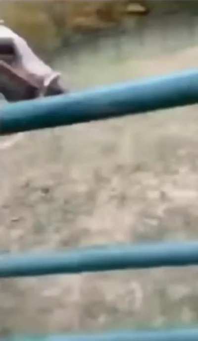 To sell a horse