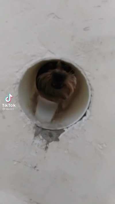 Cute dog