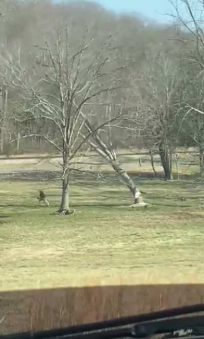 Timber!