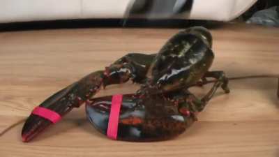 Lobster crush